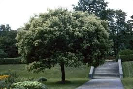 Albero del miele (Evodia Tetradium Danielli) h 80cm