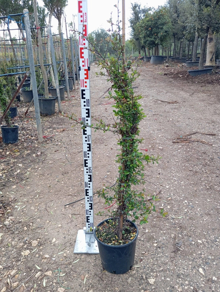 CRATAEGUS PYRACANTHA RED BERRIES (AGAZZINO) VASO 24