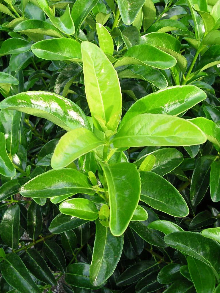 VIBURNUM LUCIDUM CESP.50