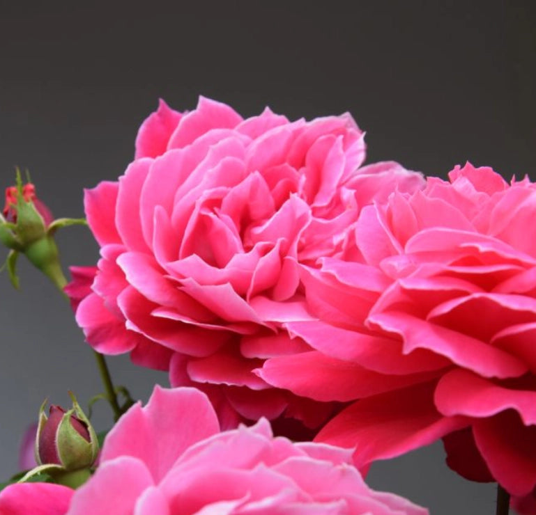 Rosa a cespuglio ALEXANDRE ASTIER ®