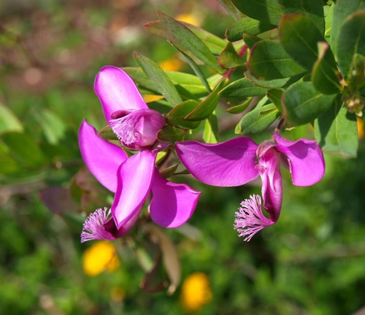 Pianta di POLIGALA MIRTIFOLIA polygala fiore viola in vaso 24 cm FOTO REALE