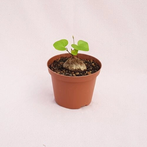 Testudinaria in vaso 8,5 cm, pianta caudiciforme rara e decorativa