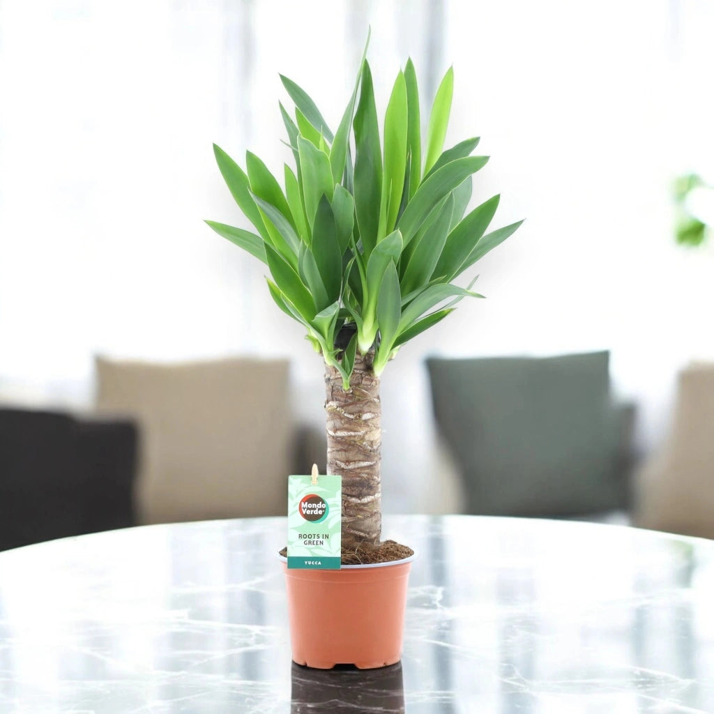 Gardenaria Yucca - Pianta da interno ornamentale Altezza: 135 cm (vaso 31)