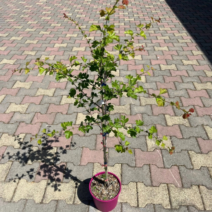 Biancospino Fiore rosa Crataegus Laevigata Rosea FlorePleno h 100 in vaso 18 cm