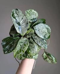 Hoya carnosa Freckles Splash – Pianta tropicale da collezione a foglia variegata