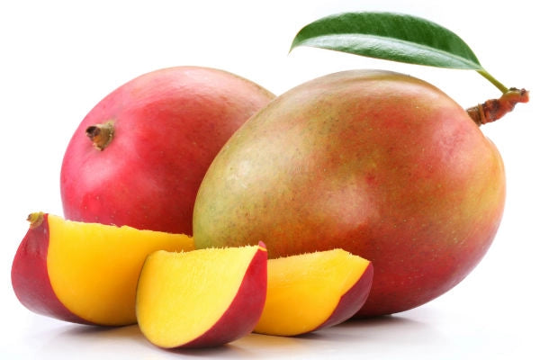 Pianta di mango Mangifera Indica Keitt Innestata H 140cm