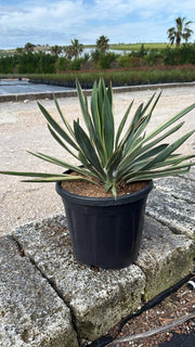 YUCCA GLORIOSA VARIEGATA VASO 30