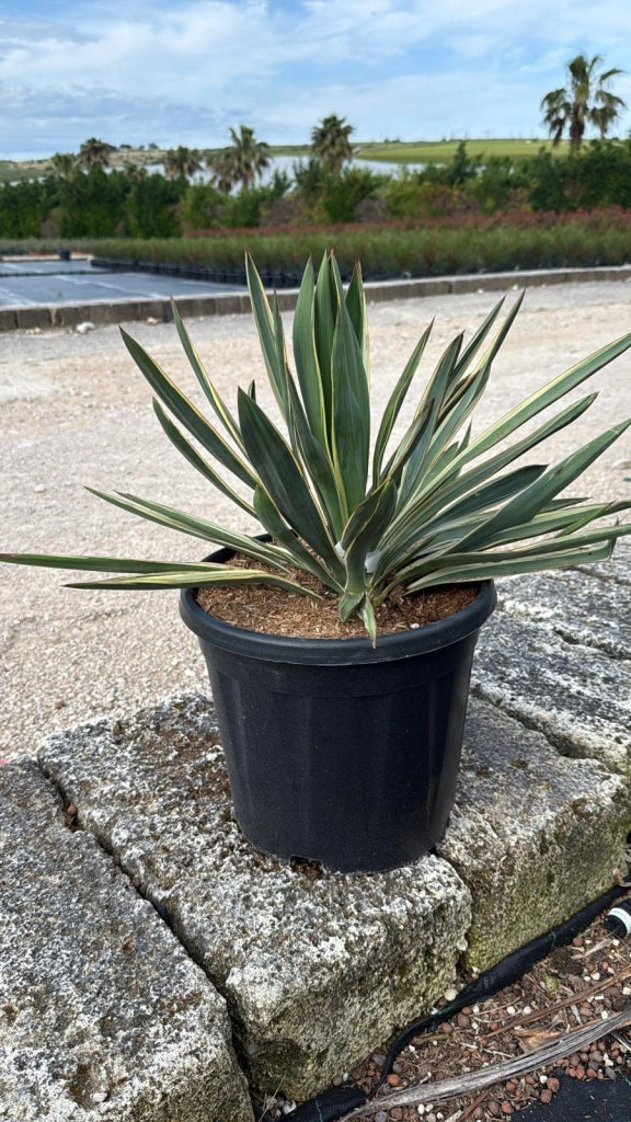 YUCCA GLORIOSA VARIEGATA VASO 30