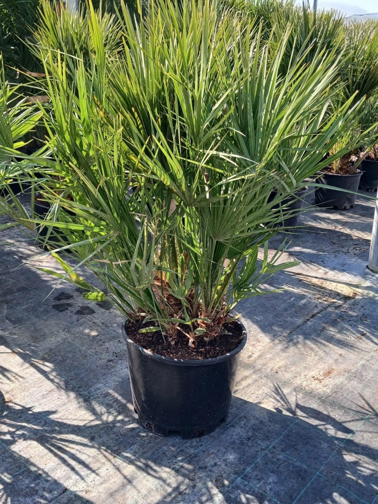 CHAMAEROPS HUMILIS VASO 40 Lt.25 (E.Q.)