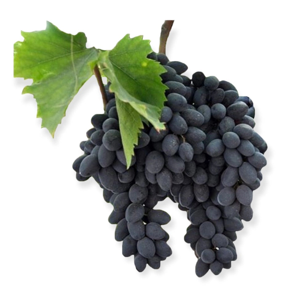 Pianta di UVA VITE innestata DA TAVOLA PIZZUTELLO NERO in vaso 18 cm FOTO REALE