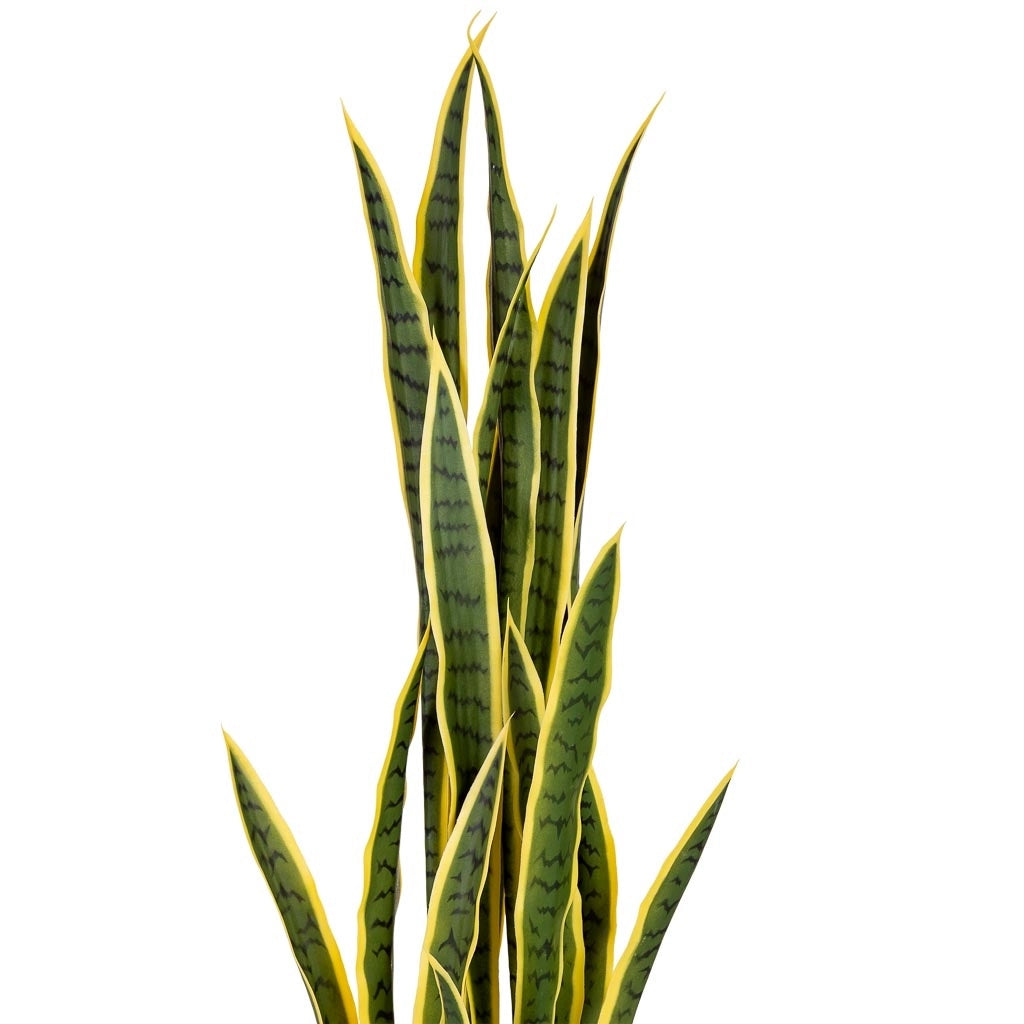 Sanseveria artificiale 26 foglie verde 70x70x120