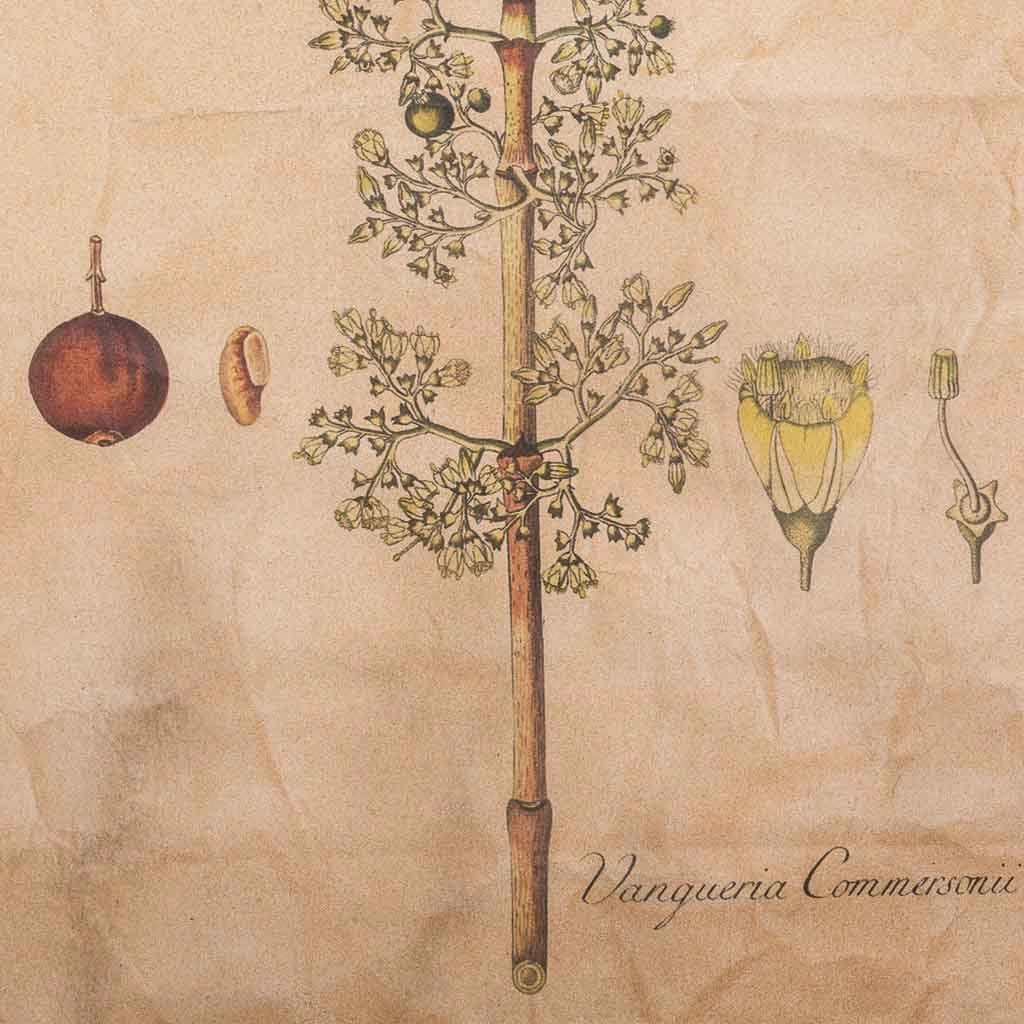 Tela stampata in pergamena
