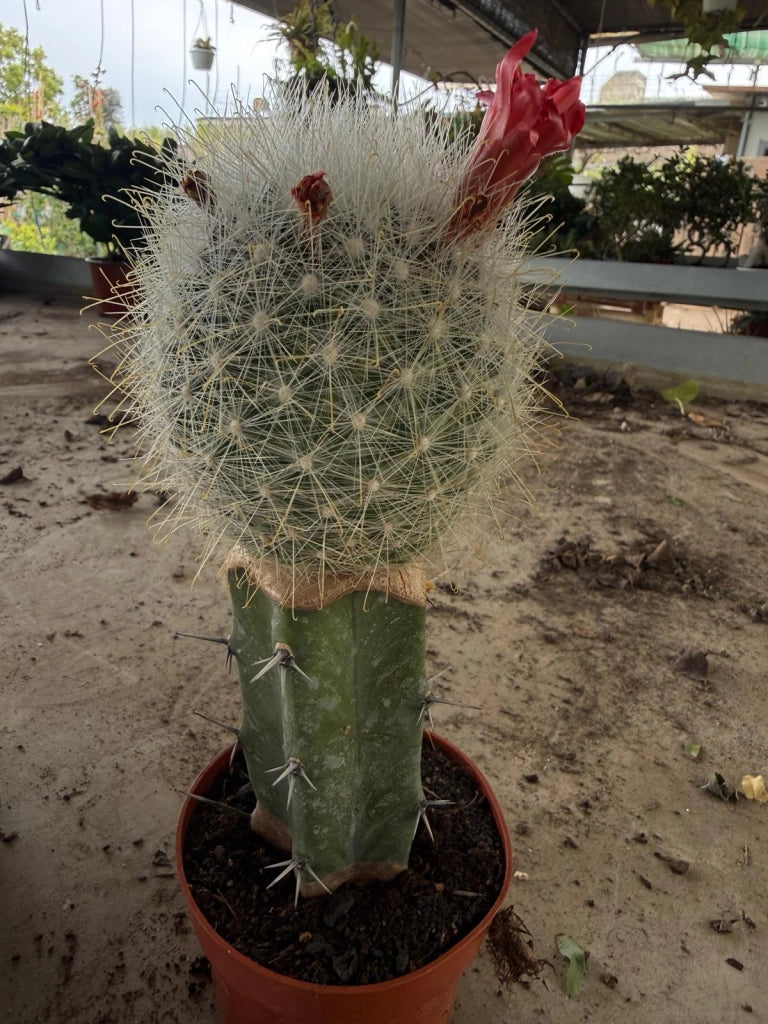 Cactus Mammillaria innestata in vaso 10 cm