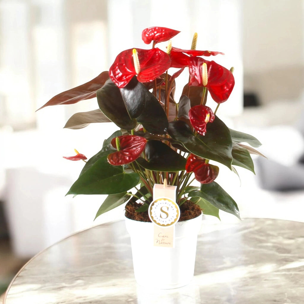 Gardenaria Anthurium andreanum 'Coral Champion' - Pianta da interno ornamentale Altezza: 50 cm (vaso 14)