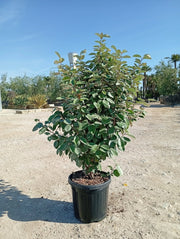 ELEAGNUS EBBINGEI COMPACTA CESP.40 Lt.25