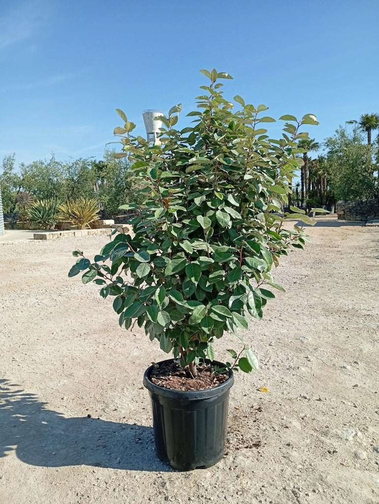 ELEAGNUS EBBINGEI COMPACTA CESP.40 Lt.25