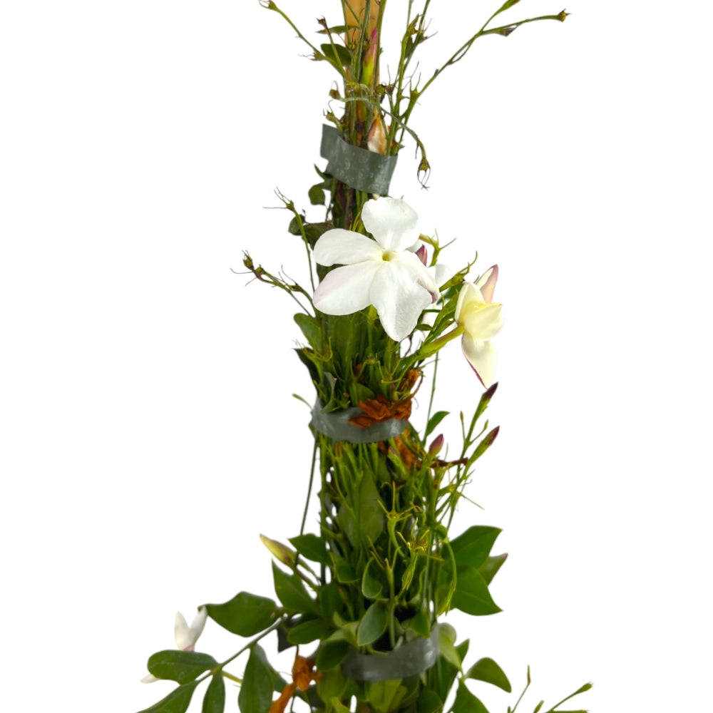 Pianta di GELSOMINO POLIANTA polianthum OFFICINALE Polianta PROFUMATO vaso 18 cm