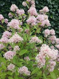 pianta CEANOTHUS X PALLIDUS MARIE SIMON