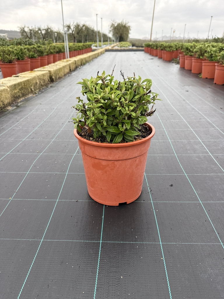 BUDDLEJA DAVIDII BUTTERFLY CANDY LITTLE CESP.24 PINK