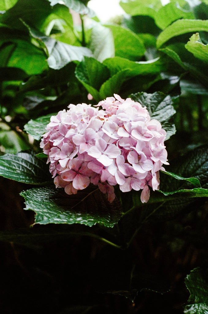 HYDRANGEA PANICULATA (Ortensia) LIMELIGHT CESP.40
