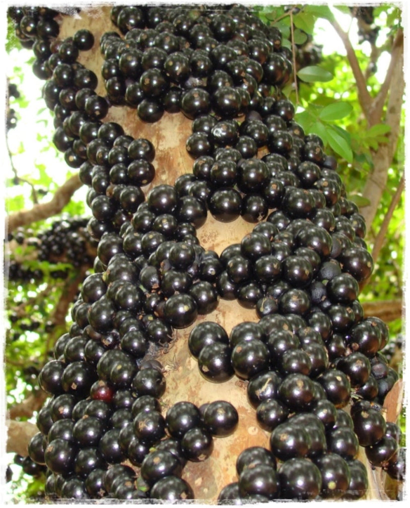 Pianta di MYRCIARIA Cauliflora o JABUTICABA  vaso 18cm foto reali piante tropicali