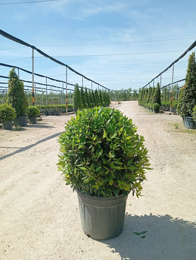 LAURUS NOBILIS PALLA 55