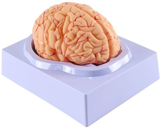 Anatomia del Cervello 8-Del - Modello Anatomico - PVC - Educativo - Dati di Identificazione Digitale - Base Sostenibile - Facile da Condividere - Modello del Cervello