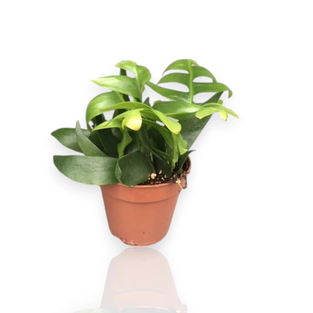 Gardenaria Epiphyllum chrysocardium - Pianta da interno ornamentale Altezza: 22 cm (vaso 12)