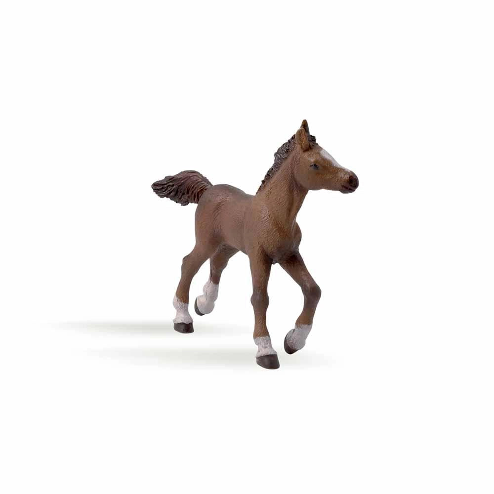Papo - Anglo-Arab foal