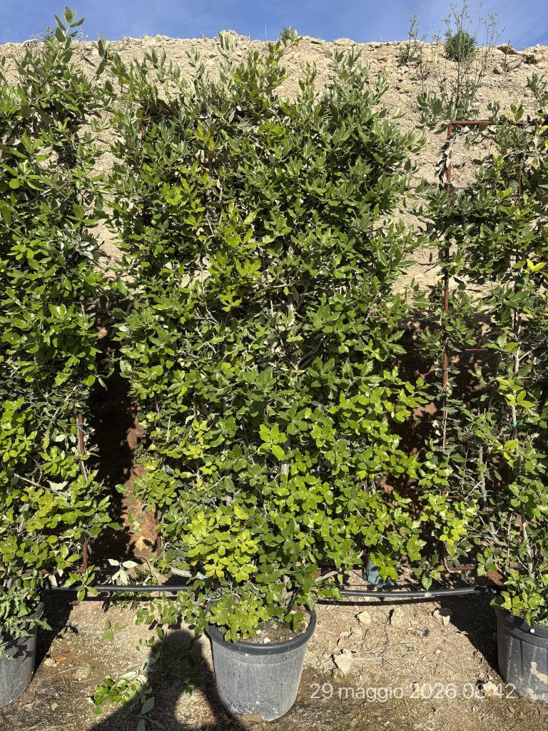 QUERCUS ILEX SPALL.40 (L.75 - H.160)
