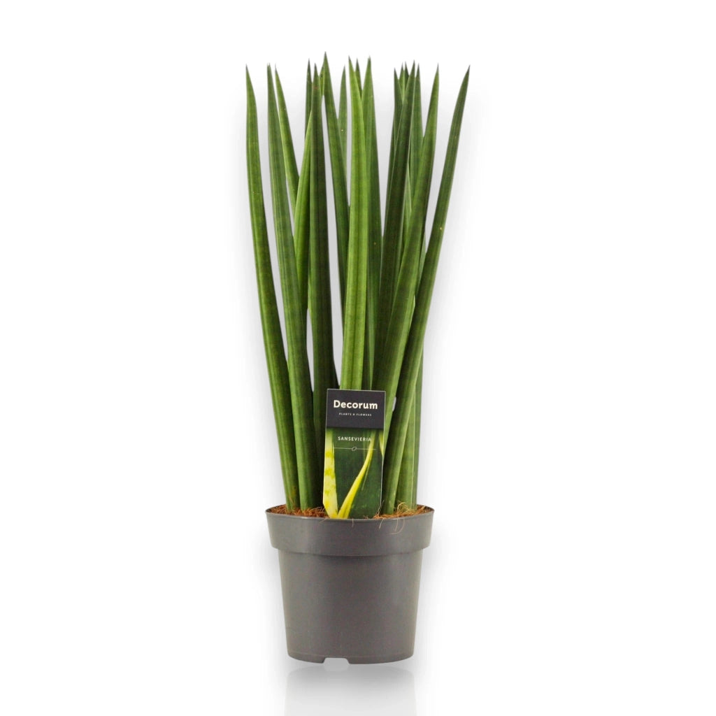 Gardenaria Sansevieria cylindrica 'Spaghetti' - Pianta da interno ornamentale Altezza: 40 cm (vaso 12)