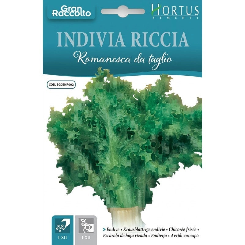 Indivia riccia romanesca da taglio Gran Raccolto
