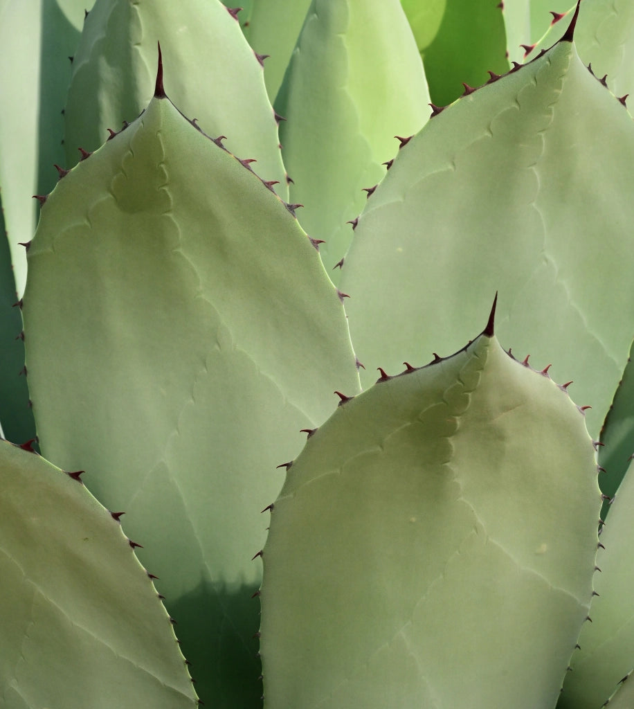 AGAVE AMERICANA VASO 70 Lt.100