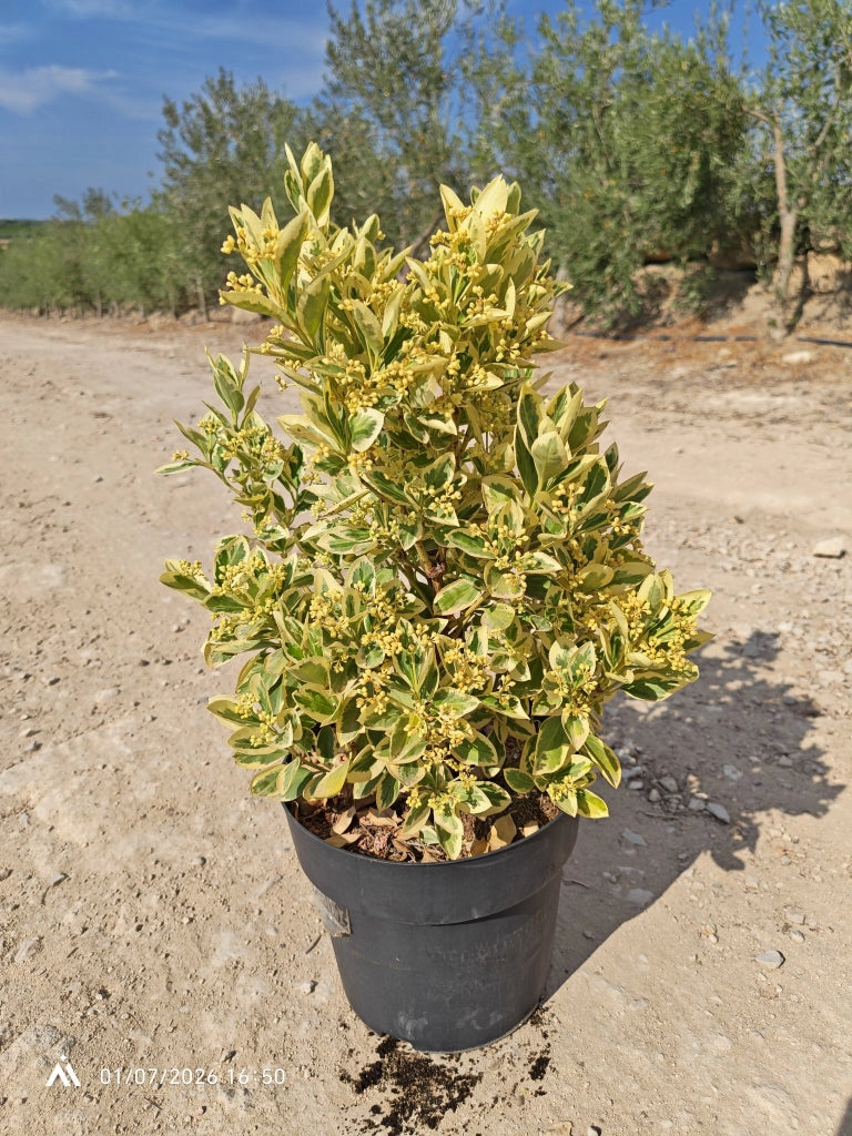 EUONYMUS JAPONICUS CESP.24 BRAVO