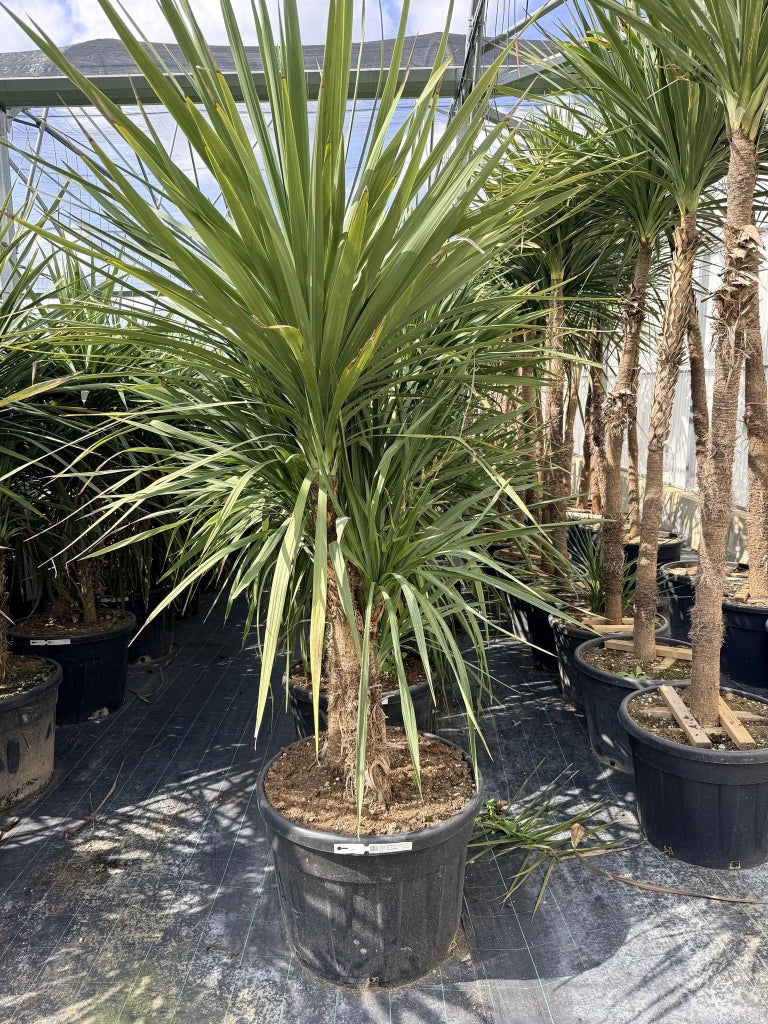CORDYLINE AUSTRALIS MULTITRONCO 70 Lt.130
