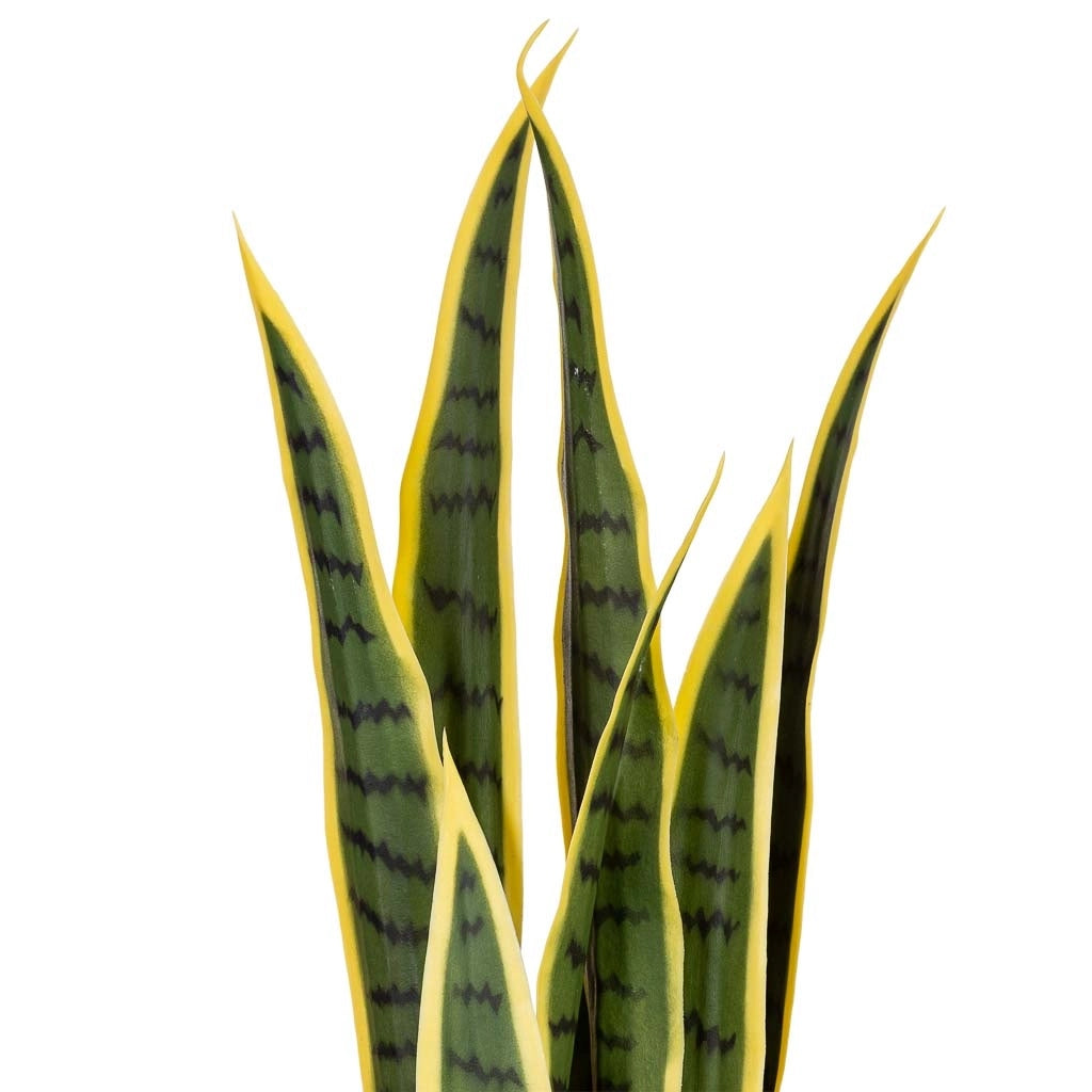 Sanseveria artificiale 26 foglie verde 70x70x120