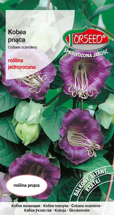 Cobae rampicante - Cobaea scandens viola 0,8 g