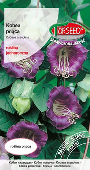 Cobae rampicante - Cobaea scandens viola 0,8 g