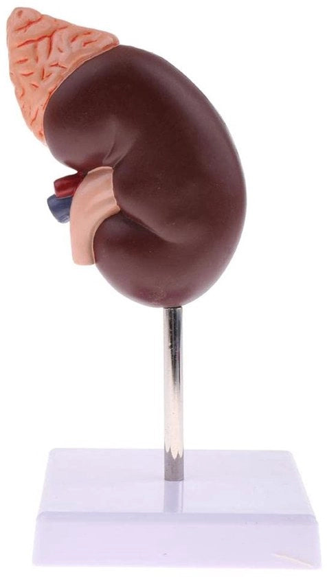 Modello Educativo Anatomico 2 Pezzi in PVC con 24 Marker