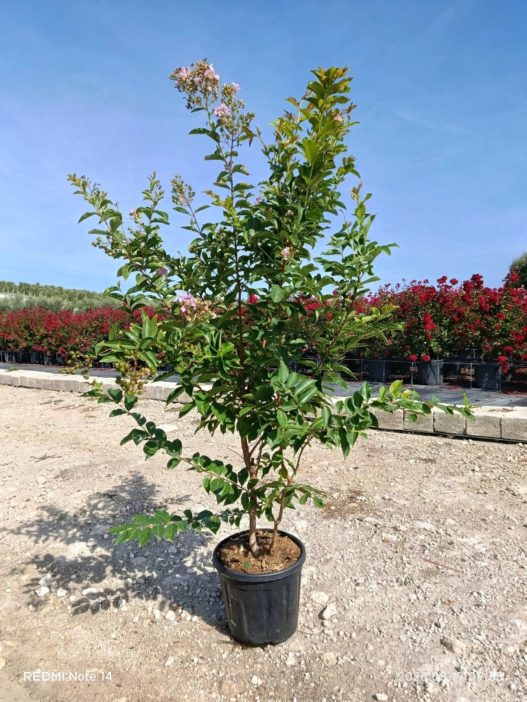 LAGERSTROEMIA INDICA CESP.30 MUSKOGEE