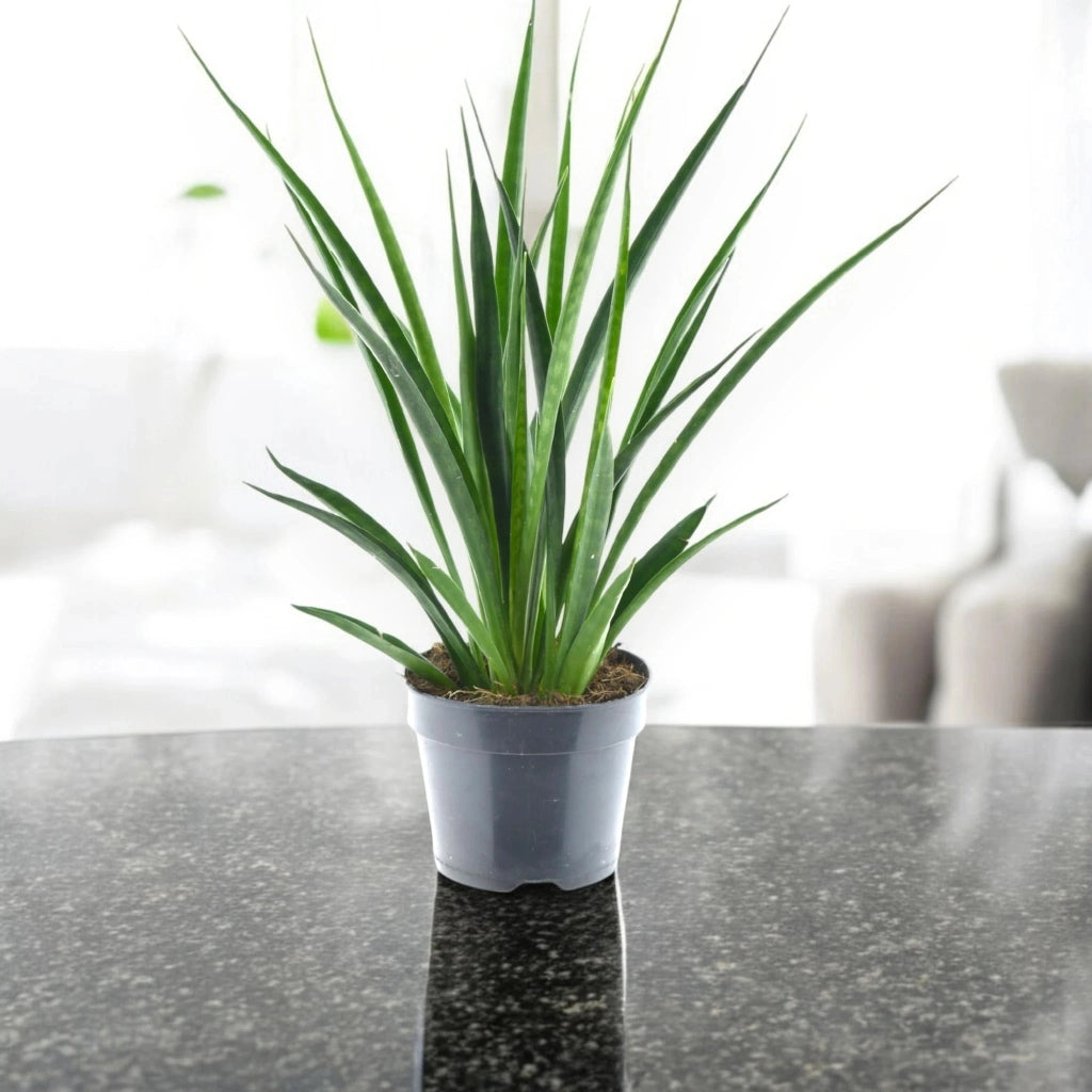 Gardenaria Sansevieria 'Kirkii friends' - Pianta da interno ornamentale Altezza: 40 cm (vaso 12)