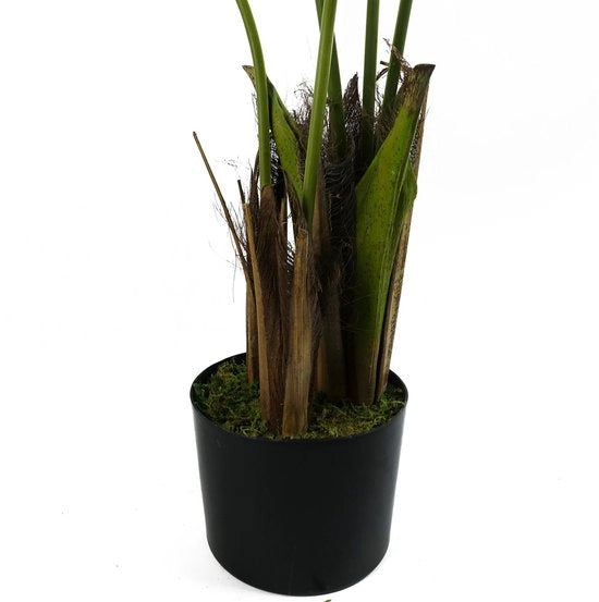 Foglia di Palma Kentia, Tela, 120 cm