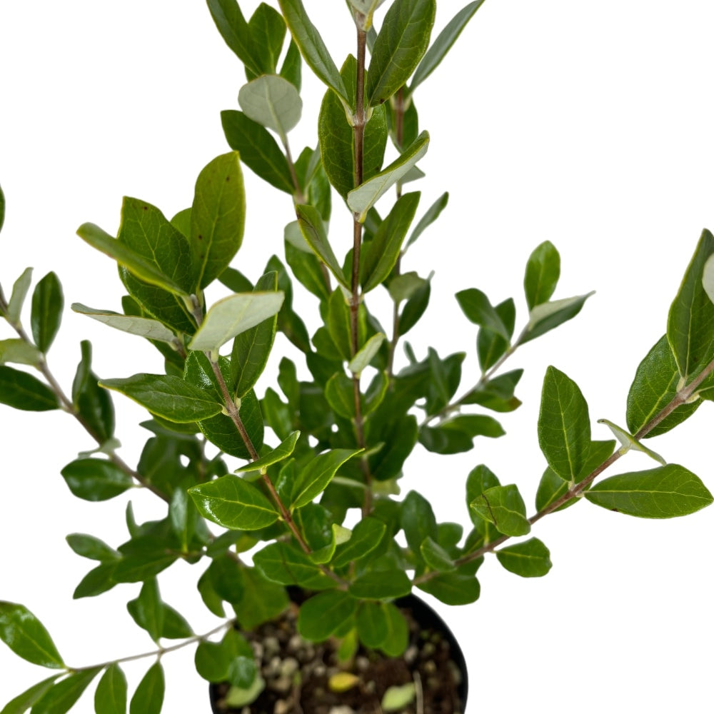 Pianta di FEIJOA Acca sellowiana in VASO 24 CM frutto commestibile AMDGarden