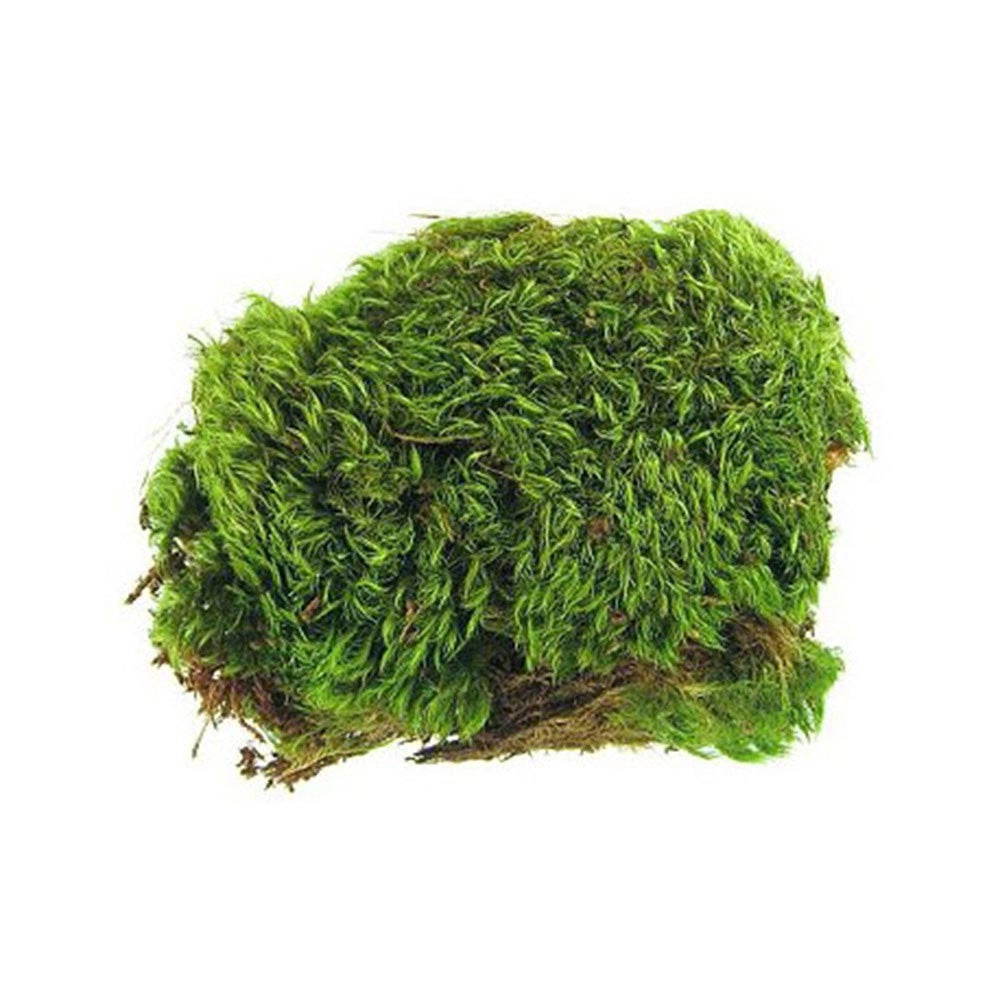Zoomed Frog Moss 1,3 litri