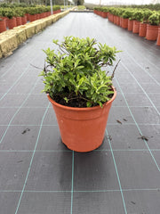 BUDDLEJA DAVIDII BUTTERFLY CANDY LITTLE CESP.24 WHITE