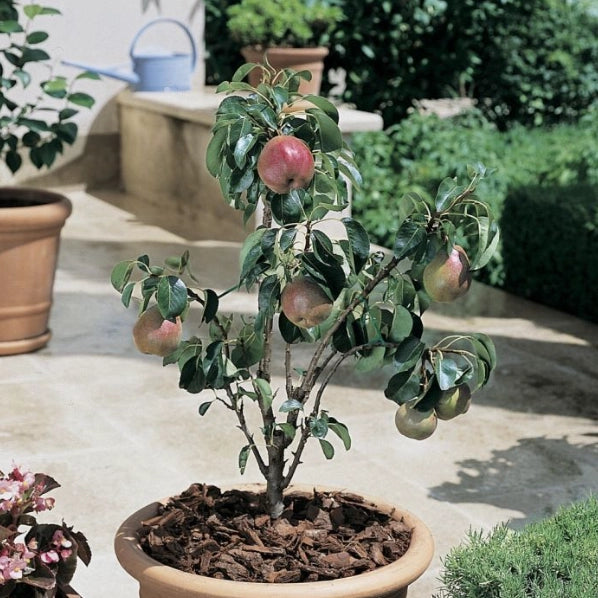 Pero nano 110cm foto reali pianta da frutto, nano, pianta da vaso