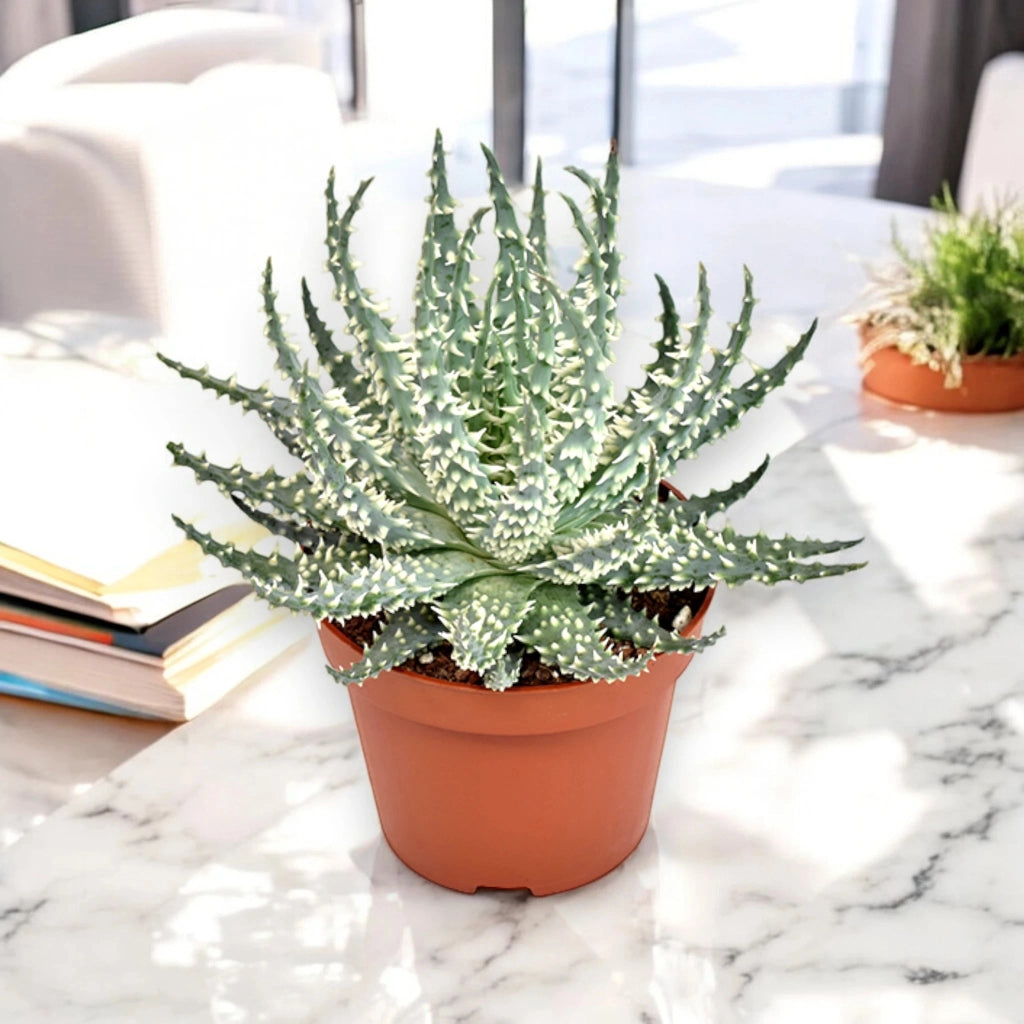Gardenaria Aloe humilis 'Safari Mara' - Pianta da interno ornamentale Altezza: 15 cm (vaso 10)