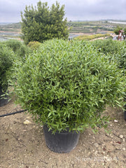 PHILLYREA ANGUSTIFOLIA PALLA 60 Lt.70