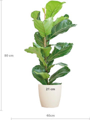 Ficus Lyrata con vaso Viber - 80cm - Ø21