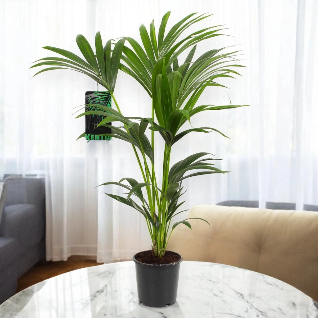Gardenaria Howea forsteriana (Kentia) - Pianta da interno ornamentale Altezza: 120 cm (vaso 21)